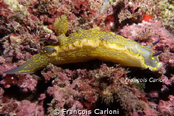 Nudibranchia Doris Géant by François Carloni 